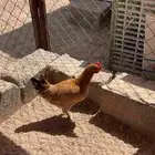 دجاج بلديه اصيله