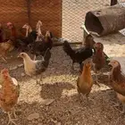 دجاج بلدي فاخر ب الجمش