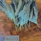 قمري مشروط م.ي.ت