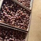 تمر اخلاص وادي حبات كويسه و نضيفه و موجود كميه