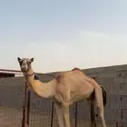 قعود جذع سهيل هذا ثني طابع شداد