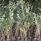 شتلات سدر بلدي كميات