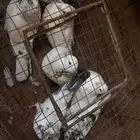 حمام للبيع الجوز بي 25 مافي توصيل