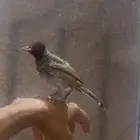 بلبل بلبول  بلابل