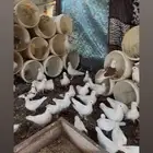 حمام مشكل اغلبه فرنسي