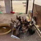 دجاج بلدي