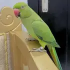 ببغاء درة للبيع(تم البيع)