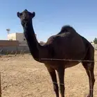 بكره حقه تلقي ابوها طيب على الحاكم الي ابو فحل بن خريجه
