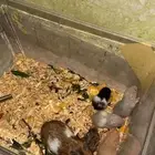 هامستر سوري