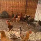 دجاج بلدي طيب بلحيل