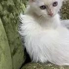 للبيع قطوه اليفه