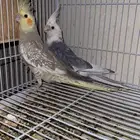 جوز كروان هولندي مع فروخه