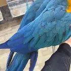ببغوات للبيع