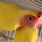 مطلوب انثى ببغاء روز