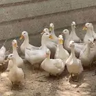 بط بيكيني