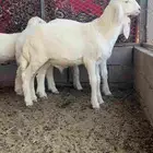 مشروع فحل