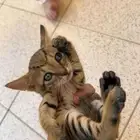 قطه للبيع