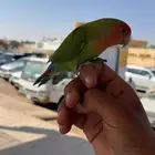 طير روز  لبيع