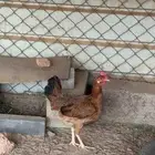 دجاج عربيه شرط