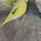 زوج بادجي