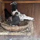 حمام باكستاني