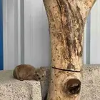 وبران ستكون