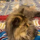 قط لون نمري للبيع