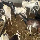 تيوس يمانيه اخت البلدي