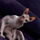 للبيع صحتهم ممتازه اناث تزاوج الفرعونيه