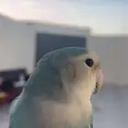طير روز للبيع على السوم