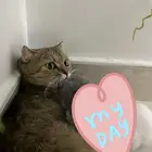 قطة أنثى سكوتش فولد للتبني