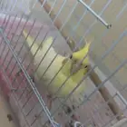 ذكر كروان العمر 9 اشهر