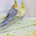 زوج كروان منتج شرط