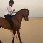 خيل عربي مصري بيور لايفوووتكم