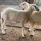 طلي ورخل للبيع شي فاخر