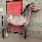 مهره شعبيه