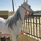 حصان واهو للبيع