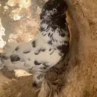 جوز حمام زينه لوونق فيس