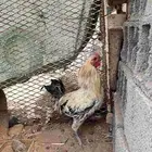 ديك البيع ماشاء الله تبارك الله