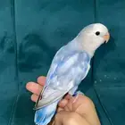 روز اليف