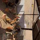 دجاج بلدي فاخر من الأخر