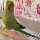 ذكر دره للبيع