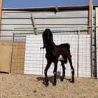 تيس مشروع فحل هولندي