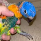 فروخ لوري رينبو متوفر تابي وتمارا