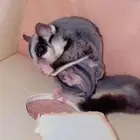 شوقر قلايدر مع فروخ