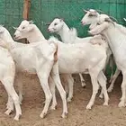 جفار بيشيه برص فواخر تم البيع