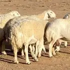شياة حريات صنف ضغط عالي
