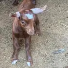 غنم بلدي او معزا
