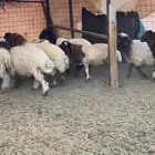 نعيم هرافي