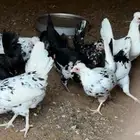 للبيع 10دجاج بياض كويتي قزمي وديك 1